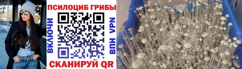 Галлюциногенные грибы Cubensis  купить наркоту  Ленинградская 